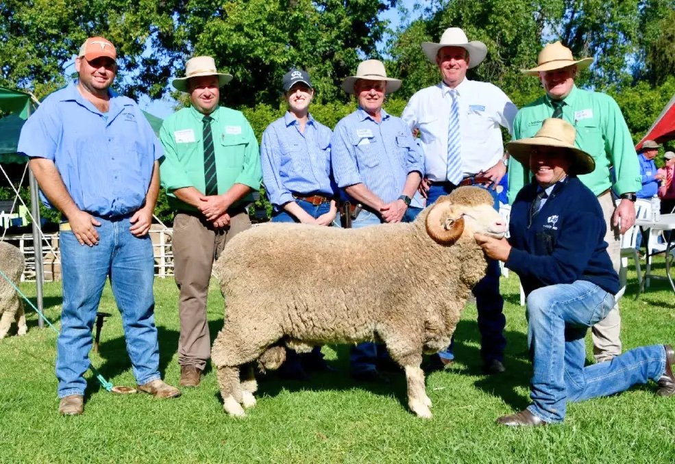 Top-priced Merino