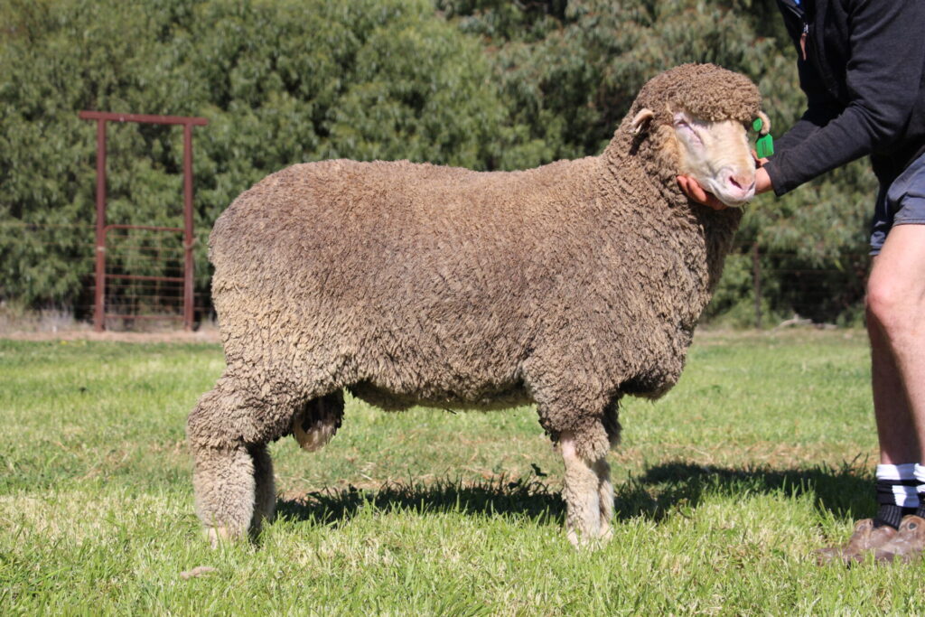 Lot 11