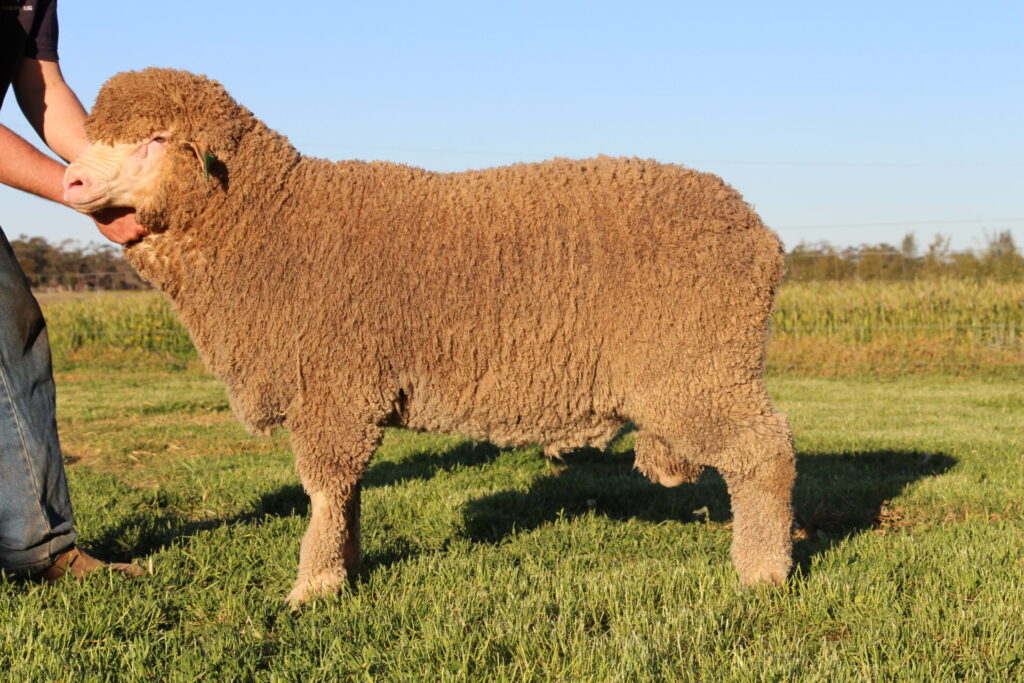 Lot 12