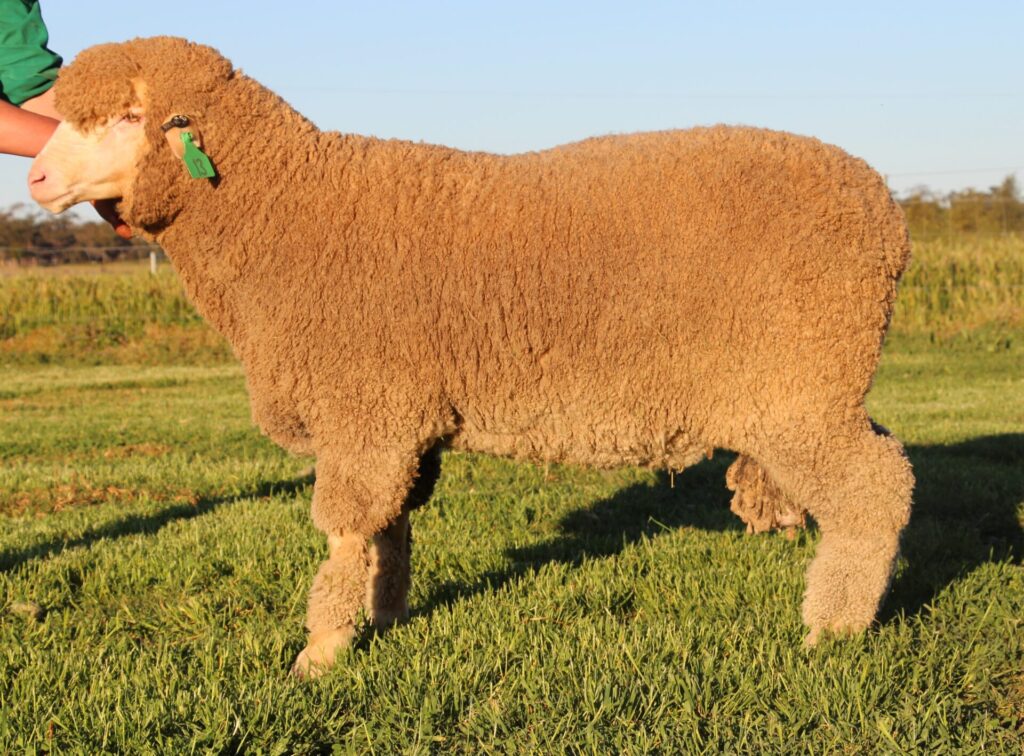 Lot 13