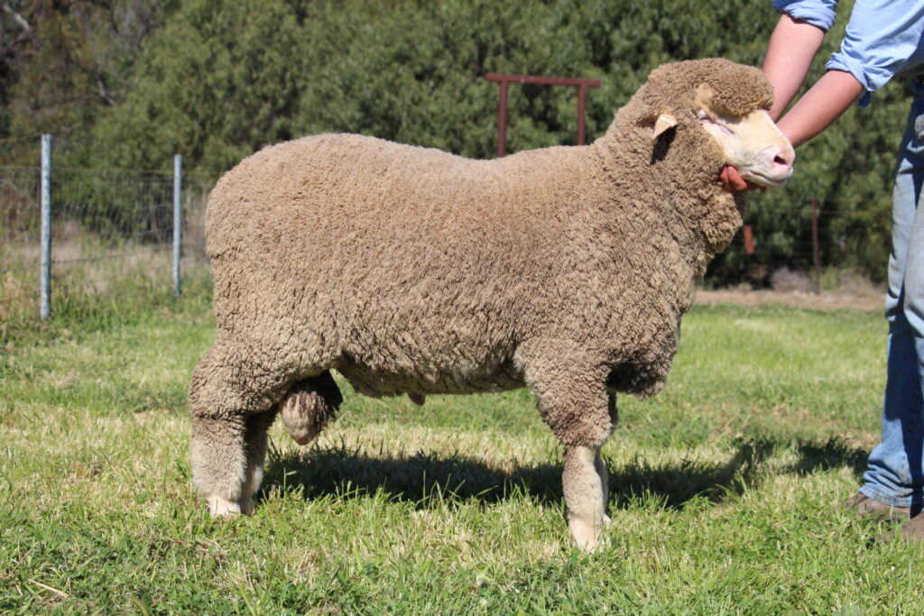Lot 14