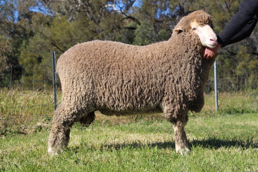 Lot 3