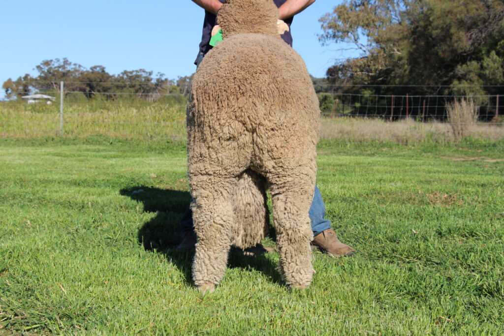 Lot 4