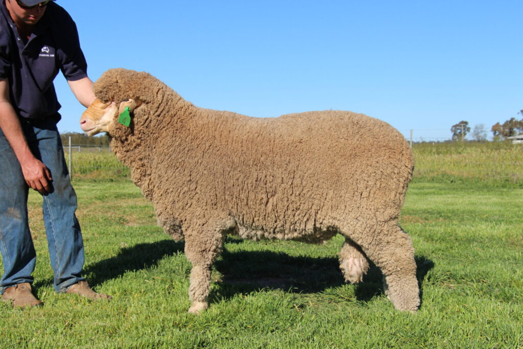 Lot 4