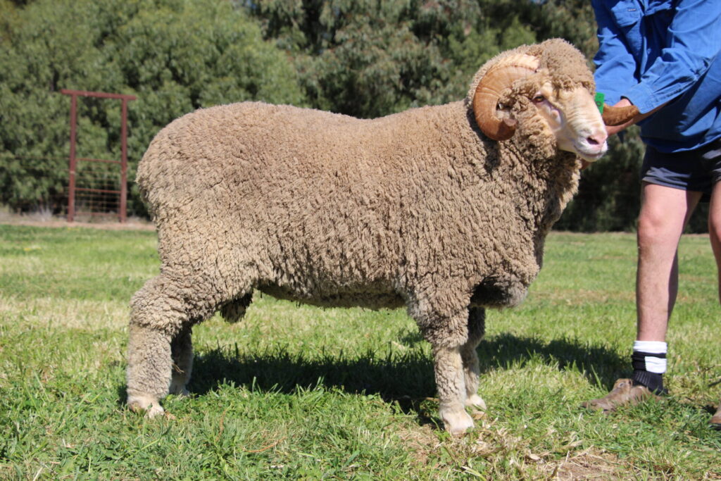 Lot 8