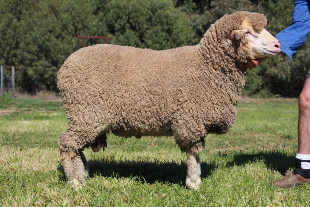 Lot 9