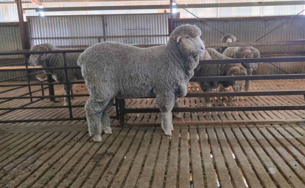 Lot 1