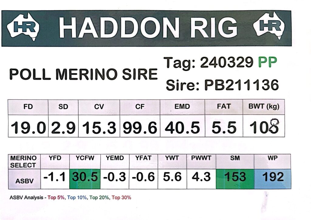 Sire 240329