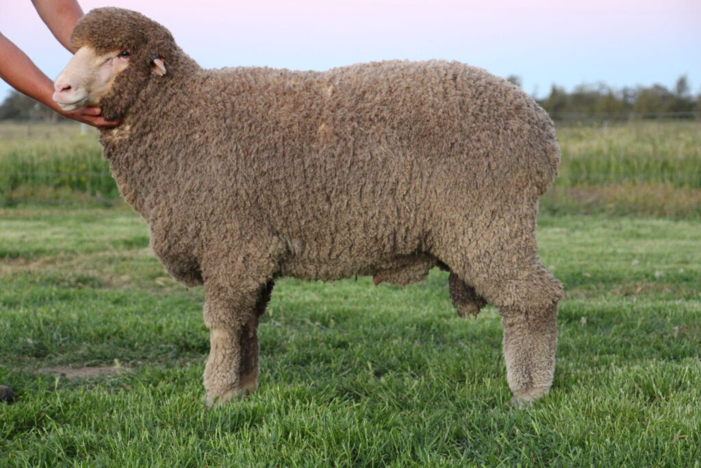Sire 240329
