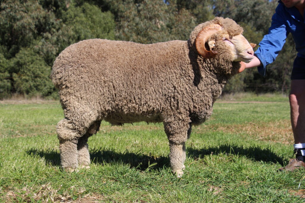 Sire 240434