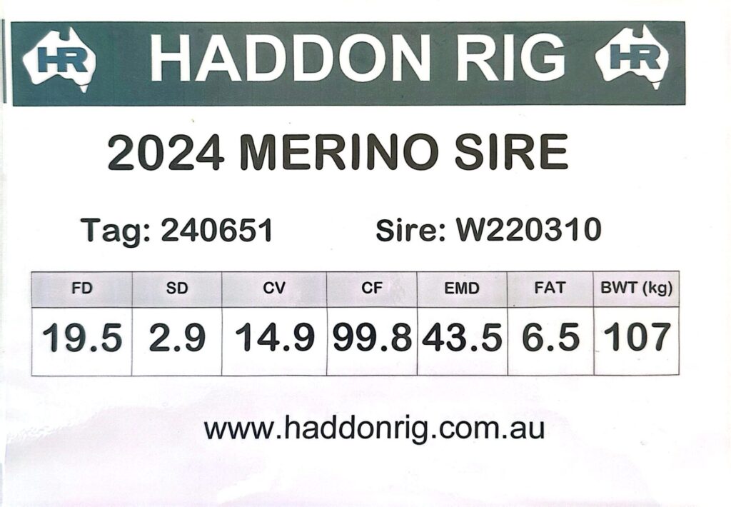 Sire 240641