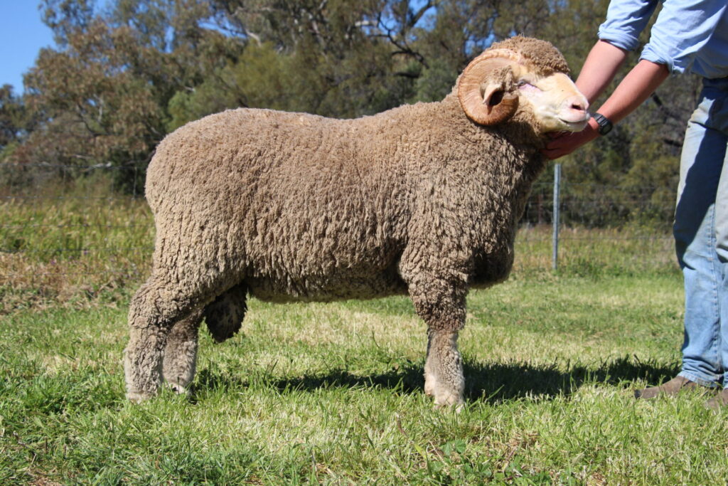 Sire 240641