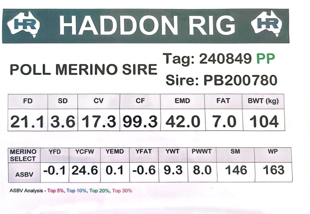 Sire 240821